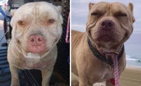 TikTok Challenge Has People Sharing Pics Of How Their Dogs Looked At The  Shelter Versus How They Look Now (40 Pics)