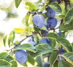 Maybe you would like to learn more about one of these? Landscaping With Fruit Trees Add Beauty Bounty And Value Central Virginia Home Magazine