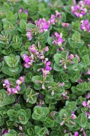 Image result for Polygala arenaria