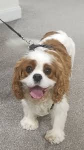 meet whiskey a chunky happy boy cavalier king charles dog king charles dog beautiful dogs