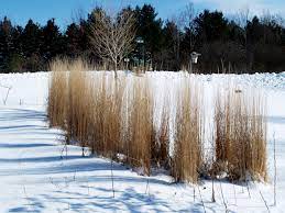 Feather Reed Grass Winter Plants Tall Plants