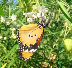 Image result for Xysmalobium sessile