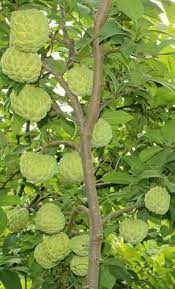 We did not find results for: Custard Apple Sitafal Annona Squamosa Grafted Plant Go Garden