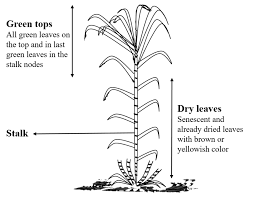 Panorama of sugar cane plantation. Schematic Representation Of Sugarcane Plant Separating In Green Tops Download Scientific Diagram