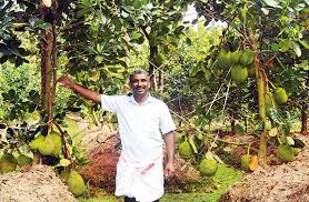 Check spelling or type a new query. Jack Hotspot Thailand Pink Booms In Kerala Village Civil Society Magazine