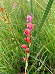 Image result for Gladiolus crassifolius