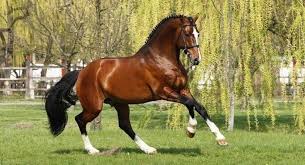 Shampo kuda sudah banyak ditemui di pasaran. 7 Jenis Kuda Paling Populer Dan Disukai Di Seluruh Dunia