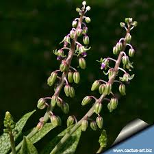 Image result for Lessertia pauciflora