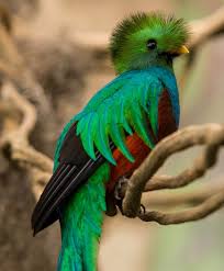 Click these words to find out how many points they are worth, their definitions, and. What Birds Begin With The Letter Q Quora