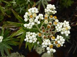 Image result for Culcasia falcifolia