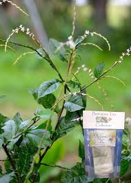 Image result for Petiveria alliacea