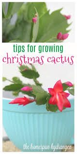 Here's expert tips on caring for a christmas cactus. How To Care For A Christmas Cactus The Homespun Hydrangea