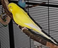 Kleine hunde haben eine wachstumszeit von ungefähr 10 monaten. Erfolgreich Vermittelt Wellensittiche Blog