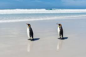 These stunning aerial images of a king penguin colony in south georgia show just how extraordinary penguin parenting really is. The Mystery Of The World S Loneliest Penguins Wired