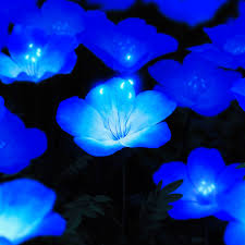 Only the best hd background pictures. Glowing Blue Flowers 4k 8k Wallpapers Hd Wallpapers Id 29358