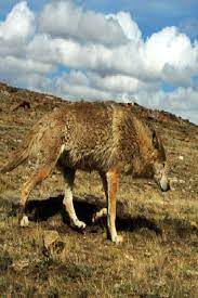 Should The Himalayan Wolf Be Classified As A New Species Himalayan Wolf Classified New Species Himalayan Wolf Conservation Center Conservation Biology
