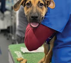 2022 Humane Society Naples Annual Impact Report by Elephant Creative Co.,  LLC