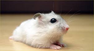 They are stocky animals with large eyes, tulip shaped ears, and a very short tail. Hamster Wikipedia
