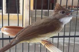 Suara burung cendet betina gacor pancingan suara cendet. Suara Cucak Jenggot Betina Untuk Pancingan Cucak Jenggot Jantan Hobi Burung