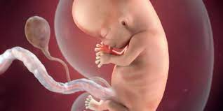 Akan tetapi, janin umur 11 minggu sudah mulai membentuk . Perkembangan Kehamilan 11 Minggu Mamapapa Id
