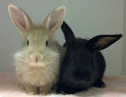 What are their business hours? Madison And Huntsville Al Area Animal Clinic In Madison Al About Us The Pet Hospital Of Madison Madison Al