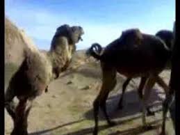 قصيدة الابل والشعر الشعبي الليبي Youtube