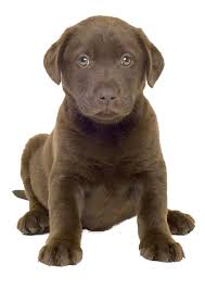 In the uk where keeping pitbulls is illegal, a common lab mix often has staffordshire bull terrier in his ancestry. Chocolate Lab Puppy Png Free Chocolate Lab Puppy Png Transparent Images 53879 Pngio