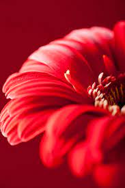 Gorgeous Red Gerbera Gerbera Red Flowers Red