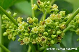 Image result for Jatropha curcas