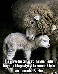 Insaniyetin Cihazati Hayvan Gibi Hayat I Dunyeviyeyi Kazanmak Icin Verilmemis Sozler Hayvan Insaniyet Hayat