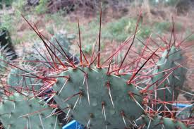 Download this free picture about cactus blossom orange from pixabay's vast library of public domain images and videos. Opuntia Phaeacantha Prickly Pear Cactus Private Garden Unique Items Products