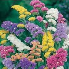 Pin On Plants Seeds Bulbs