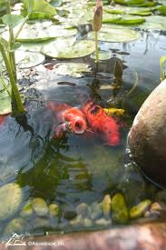 From purchasing fry holding tanks to choosing the perfect fish to mate, you can go to great lengths if you're serious about koi fish breeding. Keeping Koi And Pond Fish 3 Basic Rules Aquascape Inc