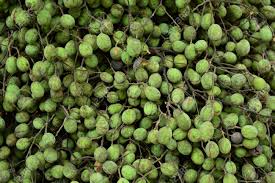 Image result for Dialium