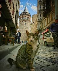 Cats From Istanbul Turkey Cats Animals Dog Cat