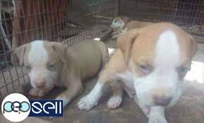 If you want the largest biggest pitbulll on the planet. Pitbull Puppies For Sale At Kollam Kollam Free Classifieds