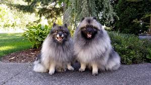 Lovely layered short haircuts for summer chic! Wolfspitz Hunde Informationen Zu Den Bienenarten Omlet