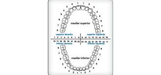 Las Piezas Dentales Tienen Su Propio Numero Ferrus Bratos