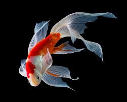 Buy small koi and get the best deals at the lowest prices on ebay! Koi Fish For Sale Japanese Butterfly Baby Kois And More