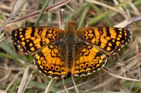 Image result for Toddalia crenulata