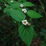 Image result for Mostuea