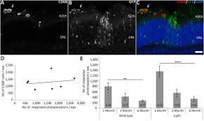 These are sensitive to blue light and suppress the sleep Daylight Vision Repair By Cell Transplantation Santos Ferreira 2015 Stem Cells Wiley Online Library
