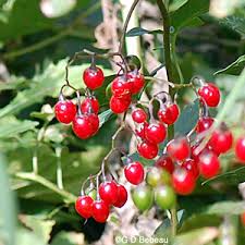 Fruits christmas berry silk flowers wholesale artificial berry. Climbing Nightshade Solanum Dulcamara L