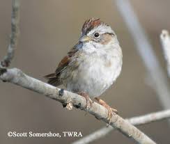 Image result for Vepris sansibarensis