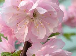 Dwarf flowering almond (prunus glandulosa) has dazzling pink double flowers. How To Get A Start From A Flowering Almond Bush Thriftyfun