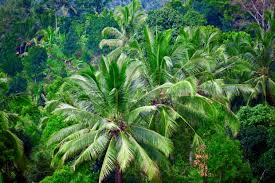 Image result for indonesia rainforest