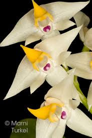 Image result for Polystachya editae