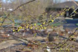 Image result for Linderniella pusilla