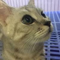 Saya amat menyukai hotel ini, recommended. Photos At Imadi Pet Now Closed Pet Store In Shah Alam