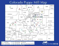Maybe you would like to learn more about one of these? Colorado Pet Store Puppy Mill Connection Bailing Out Benji